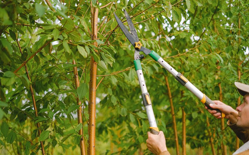 Tree trimming in Middlebourne, WV