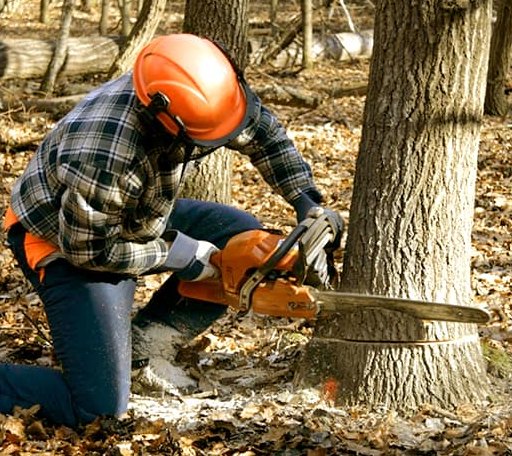 Tree Removal in Middlebourne, WV